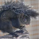 Yucatan Squirrel