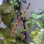 Pseudoproscopia latirostris