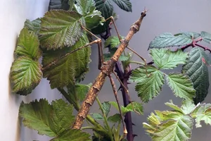Pseudoproscopia latirostris