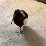 Madagascar Crested Ibis