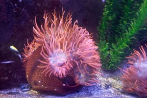ritteri anemone