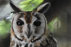 Striped Owl