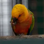 Jandaya Parakeet