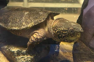 Grootkopschildpad