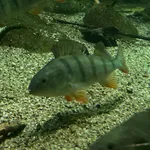 Perch