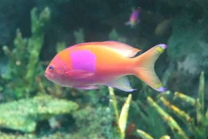 Mirror Basslet