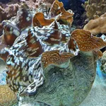 Smooth Giant Clam