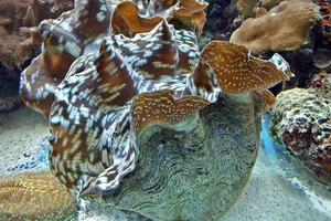 Smooth Giant Clam