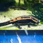 Laotriton laoensis (Stuart & Papenfuss, 2002)