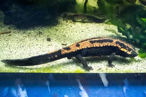 Laotriton laoensis