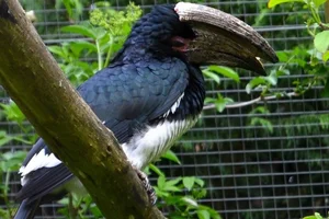 Trompetneushoornvogel