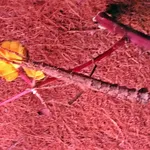 Guadeloupe Stick Insect