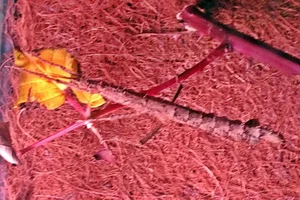 Guadeloupe Stick Insect