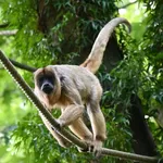 Black and Gold Howler Monkey