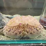 Calappa lophos