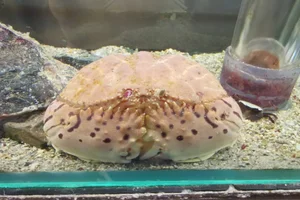 Calappa lophos