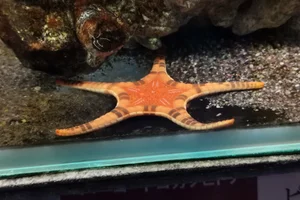 Iconaster longimanus