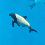 Commerson's Dolphin