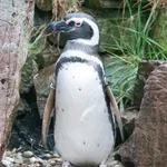 Magellanic Penguin