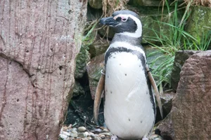 Magelhaenpinguïn