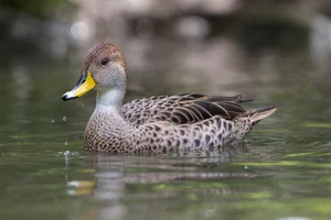 Chilean Pintail