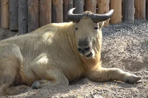 Gouden takin