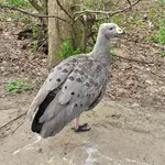 Cape Barren Goose