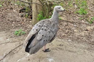 Hoendergans
