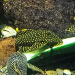 Scobinancistrus aureatus