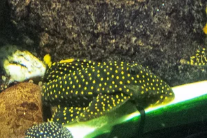 Scobinancistrus aureatus