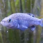 Charco Palma Pupfish
