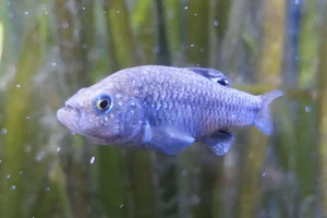 Charco Palma Pupfish