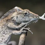 Western Bearded Anole