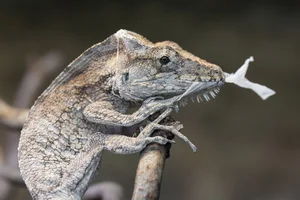 Western Bearded Anole
