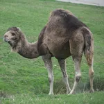Camel