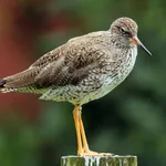 Common Redshank