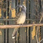 African Grey Hornbill