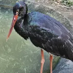 Black Stork