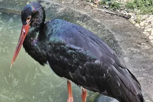 Zwarte ooievaar