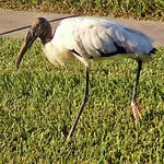 Wood Stork