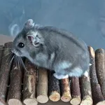 Campbell's Hamster