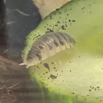 Swift woodlouse