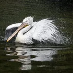 Dalmatian Pelican
