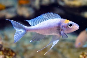 Ophthalmotilapia ventralis