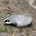 Eurasian Badger