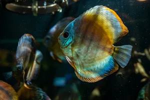 green discus