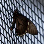 Gold Rim Swallowtail