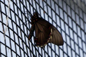 Gold Rim Swallowtail