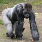 Western Lowland Gorilla