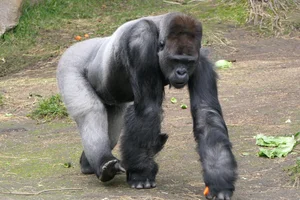 Westelijke Laaglandgorilla